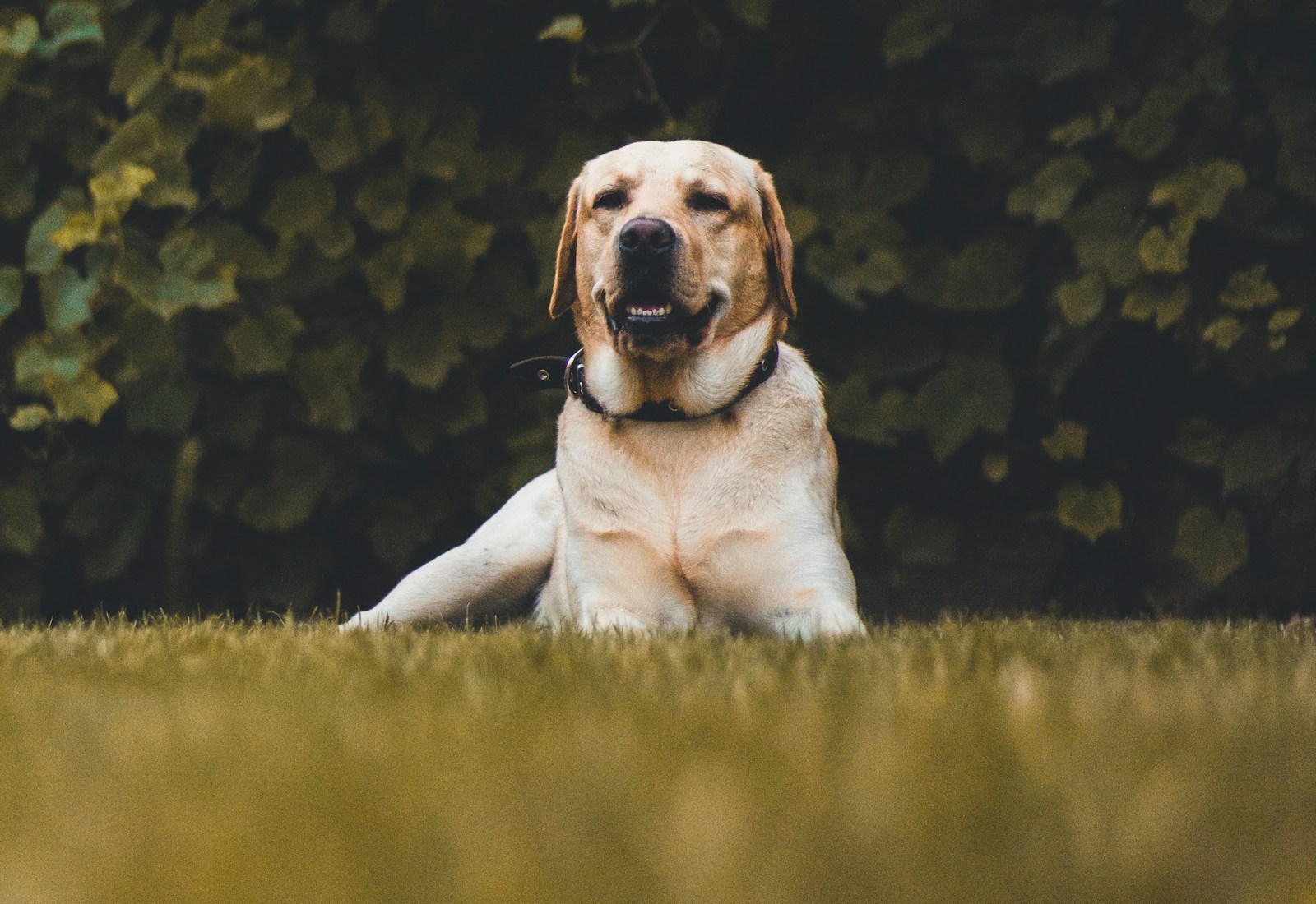 Yellow Labrador outdoors
