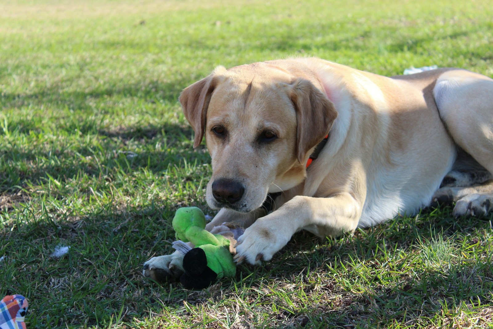 A Labrador enjoying the outdoors